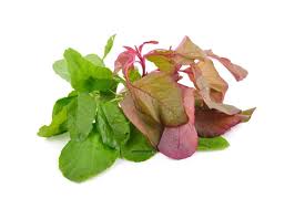 4 cara menanam bayam di lahan yang sempit. Cara Budidaya Bayam Merah Cabut Jepang Organik Hidroponik Petani Digital