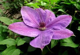 Klik hier en bestel snel mooie clematis voor uw tuin! Alles Wat Je Moet Weten Bij Het Aanplanten Van Clematissen De Tuinen Van Appeltern