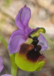 Image result for Ficalhoa