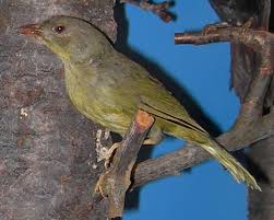 Image result for Ochthocharis