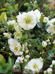 Image result for Chaenomeles japonica