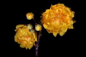 Image result for Bixaceae