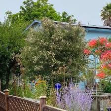 Image result for Lannea virgata