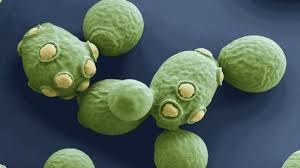 Las levaduras, unos parientes lejanos claves para las ciencias de ...