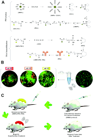 Asukohta kaardil sharif ridzuan & co. Trastuzumab Decorated Nanoparticles For In Vitro And In Vivo Tumor Targeting Hyperthermia Of Her2 Breast Cancer Journal Of Materials Chemistry B Rsc Publishing