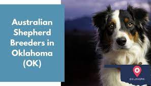 Puppyfinder.com is your source for finding an ideal miniature australian shepherd puppy for sale in usa. 26 Australian Shepherd Breeders In Oklahoma Ok Australian Shepherd Puppies For Sale Animalfate