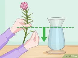 How to take care of carnation flowers. How To Water Carnations 13 Steps With Pictures Wikihow