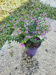 Image result for Cuphea hyssopifolia