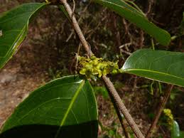 Image result for Salacia madagascariensis