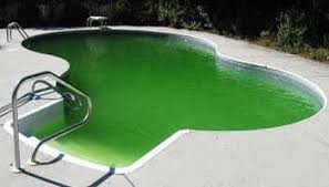 Les Algues La Plaie De Votre Piscine