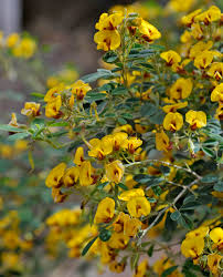 Image result for Grewia pubescens