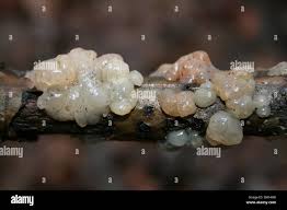 Image result for Exidia nucleata