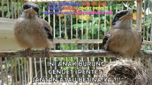 Cara Mengetahui Jenis Ciri Ciri Fisik Anak Burung Cendet Pentet Jantan Dan Betina Perbedaannya Youtube