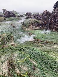 Image result for Psydrax richardsiae