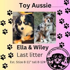 JMs TOY & MINI AUSSIES