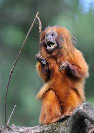 Half Lion Half Monkey The World S Most Underrated Animal Golden Lion Tamarin Animals Rainforest Animals