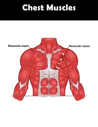 Chest Muscle Exercise Anatomy Chart You Can Download And