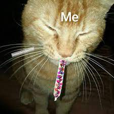 Check spelling or type a new query. Top 25 Cat Memes Boyfriend Thinking Meme