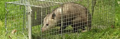 When possum removal becomes essential, there are a few methods to consider. How To Get Rid Of Opossums In The Garage Solutions Pest Lawn