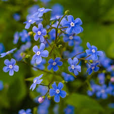 Image result for Limeum myosotis