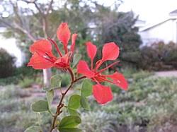 Image result for Bauhinia galpinii