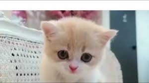 Pin On Cats