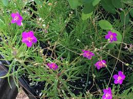 Image result for Talinum tenuissimum