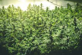 Hi, i was wondering if i can grow auto and reg at the same time in the same tent and if so, what is the best process for doing it successfully as i know the lighting is different. How Long Does It Take To Grow Weed An Overview