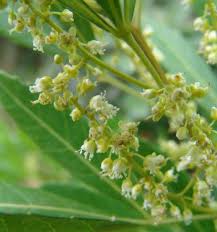 Image result for Allophylus tanzaniensis