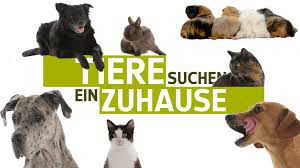 Pamacs, a mikulás kis rénszarvasa 2019 teljes film magyarul online. Die Tiere Aus Allen Sendungen Alle Tiere Tiere Suchen Ein Zuhause Fernsehen Wdr