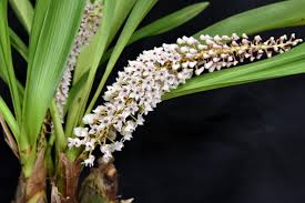 Image result for Oeceoclades saundersiana