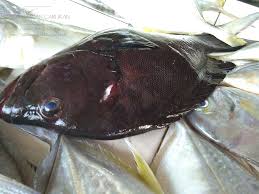 Ikan mas kumpay memiliki warna sisik sangat beragam, seperti, kuning, merah, putih, serta hijau gelap. Amie S Little Kitchen Kenali Pelbagai Jenis Ikan Di Pantai Timur Sabah