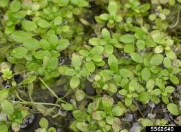 Image result for Callitriche