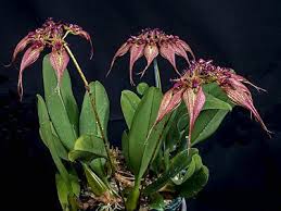 Image result for Bulbophyllum stolzii