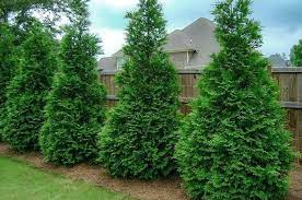 Maybe you would like to learn more about one of these? Privacy Trees 15 Deer Resistant Options Plantingtree