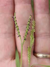 Image result for Paspalum vaginatum