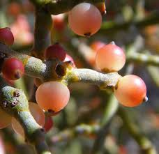 Image result for Santalaceae