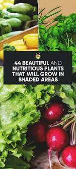 Maybe you would like to learn more about one of these? 44 Nutritious Vegetables That Will Grow In Shaded Areas In Your Garden