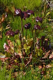 Image result for Triraphis purpurea