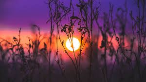 Wallpaper 4k Morning Glow Grass Field 4k Wallpapers Field Wallpapers Grass Wallpapers Hd Wallpapers Nature Wallpapers Sunrise Wallpapers Sunset Wallpapers We have a massive amount of hd images that will make your computer or. morning glow grass field 4k wallpapers