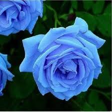 Complete the picture of the… Fresh Blue Rose Indian Rose à¤— à¤² à¤¬ à¤• à¤« à¤² Pal Agrotech New Delhi Id 14645549897