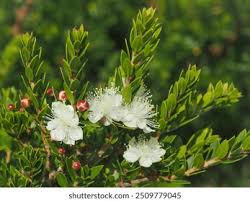 Image result for Myrtaceae
