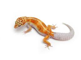 Black And White Striped Leopard Gecko White And Yellow Tangerine Enigma Leopard Gecko Leopard Gecko Leopard Gecko Morphs Reptiles And Amphibians