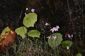 Image result for Begonia macrocarpa