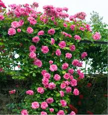 Related Image Rosier Grimpant Rosier Fleurs En Ligne