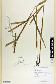 Image result for Scleria foliosa