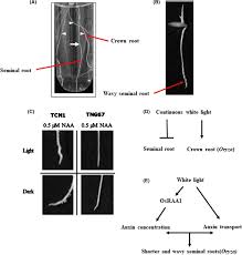 Check spelling or type a new query. Light And Auxin Signaling Cross Talk Programme Root Development In Plants Springerlink