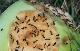 All american pest control in tampa florida does more than simply spray for bugs. West Seattle Pest Control Experts Rambo Total Pest Control