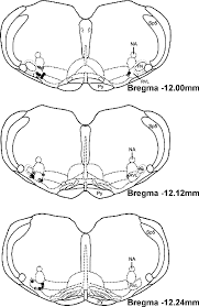 An rna seq atlas of gene expression. Representation Of Microinjection Sites Modified From A Rat Brain Atlas Download Scientific Diagram