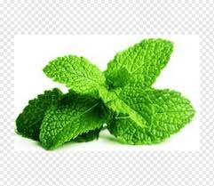 Indigenous to europe and the middle east, the plant is now widely spread and cultivated in many regions of the world. Chewing Gum Peppermint Mentha Spicata Herb Leaf Pepermint Leaf Eating Oil Png Pngwing